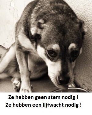 hond